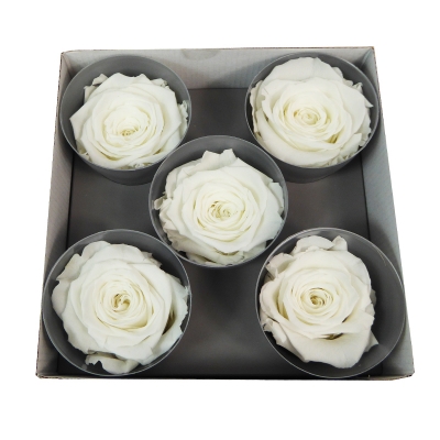 Rosa Stabilizzata Queen 5 Pz
