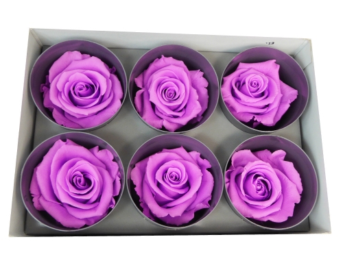 6 Rose Stabilizzate Violette
