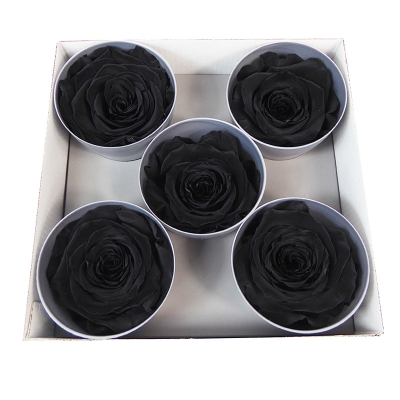 Rosa Stabilizzata Queen 5 Pz