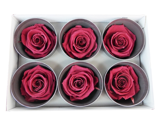 6 Rose Stabilizzate