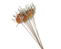 Banksia Diandra Pz 10 Essiccata Naturale Addobbi Allestimenti Autunno