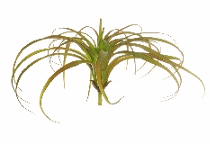 Pianta Tillansia Artificiale Media H. 20 Cm
