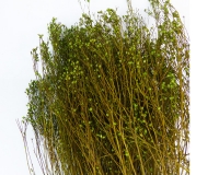Broom Bloom Fiori Secchi Da 100 Gr Composizioni Addobbi Floreali