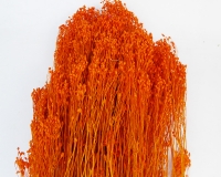 Broom Bloom Fiori Secchi Da 100 Gr Composizioni Addobbi Floreali