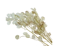 Lunaria Gr 40 Fiori Secchi Naturali Stabilizzati Composizione Floreale