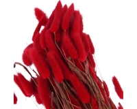 Lagurus Colorata Naturale Stabilizzata Colorata 100 Gr