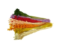Poa Colorata Stabilizzata Essiccata Composizione Floreale