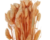 Poa Colorata Stabilizzata Essiccata Composizione Floreale
