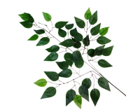 Ramo Foglie Ficus Pz 1