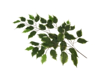 Ramo Foglie Ficus Variegato 42 Foglie Composizione Floreale