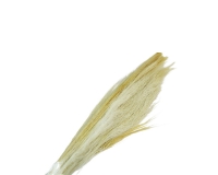 Broom Grass Gr 100 Secco Stabilizzato Decorazione Composizione