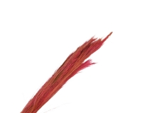 Broom Grass Gr 100 Secco Stabilizzato Decorazione Composizione