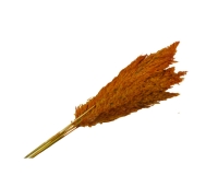 Pampas Cm 75 pz 10 Decorazione Fiori Secchi Stabilizzati