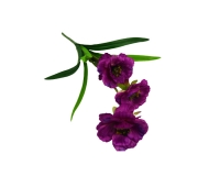 Busch Anemone Cm 45 Fiori Artificiali Decorazione Composizione Floreale