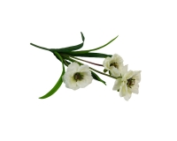 Busch Anemone Cm 45 Fiori Artificiali Decorazione Composizione Floreale