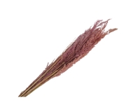 Eryanthus Colorato Secchi Pz 10 Decorazione Composizione Floreale Addobbi
