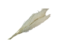Eryanthus Colorato Secchi Pz 10 Decorazione Composizione Floreale Addobbi