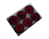 6 Rose Stabilizzate