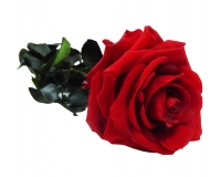 Rosa Stabilizzata C/stelo Lux