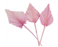 Palm Spear Pz 7 Rosa Decorazione Addobbi Pianta Secca