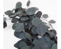 Eucaliptus Popolus Gr 150 Naturale Stabilizzato Composizione Floreale