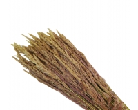 Erba Cristina Naturale Stabilizzata Gr 150 Decorazioni Composizione Floreale Addobbi