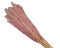 Mini Pamaps Gr 100 Naturale Colorata Stabilizzata Composizione Floreale Addobbi