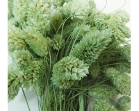 Poa Colorata Stabilizzata Essiccata Composizione Floreale
