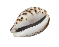 14 Conchiglie Eria Sacchetto Bomboniera