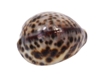 14 Conchiglie Eria Sacchetto Bomboniera