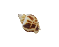 Conchiglie Babylonia Areolata Kg 1