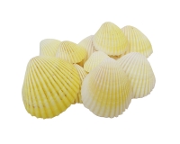 Conchiglie Cardium Flavus Kg 1