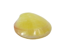 Conchiglie Codakia Tigerina Pz 6
