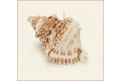 Conchiglia Crema Segnaposto