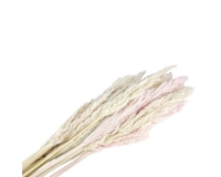 Eryanthus Pz 10 Naturale Stabilizzata Colorata Decorazione