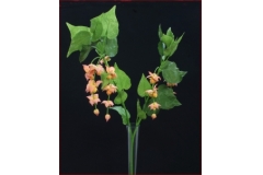 Cadente Leycisteria Gambo Lungo 1 Mt