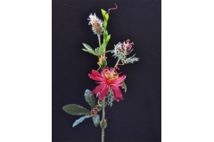 Passiflora Rosa 65 Cm