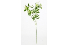 Peperomia Ramo