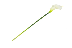 Calla Lily H.73 Cm Fiori Artificiali Lattice