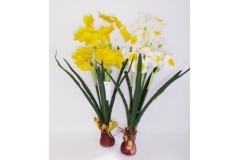 Piantina Narciso Con Bulbo In 2 Colorazioni
