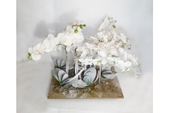 Composizione Orchidee