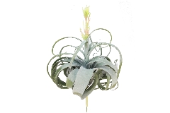 Pianta Air Grass Cm 55 Artificiale Decorazione Composizione