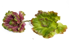 Pianta Artificiale Grassa Echeveria Aquarius D. 13