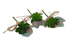 Pick Piantine Grasse Con Cordino Decoro Bomboniera Pz 10