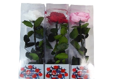 Rosa Naturale Stabilizzata Amorosa D.8xH.55 Cm  Premium C/gambo