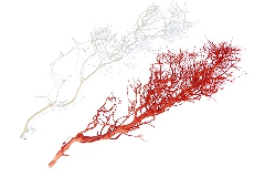 Ramo Lanterna Naturale Colorato Cm 120/130 Decorazioni Composizioni