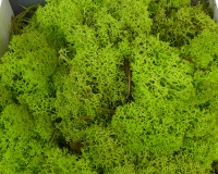 Muschio Finlandese In Scatola Gr 500 Decorazioni Composizione Floreale