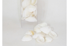 Conchiglia Cippy White Gr 95