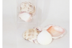 Conchiglia Cippy Gr 75