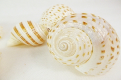 Pz 5 Conchiglie Ctok 6/8 Cm Naturale Bomboniere Linea Mare